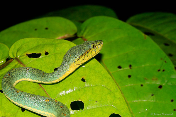 Grage jacquot ou Vipère arboricole — Bothrops bilineatus (Wied-Neuwied, 1821), (Kaw, Guyane, le 12/12/2014)