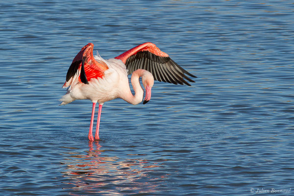 Flamant rose – Phoenicopterus roseus Pallas, 1811, (Parc ornithologique de Pont de Gau (13), France, le 20/02/2020)