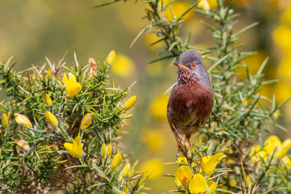 Fauvette pitchou — Curruca undata (Boddaert, 1783), (Saint-Martin-d'Oney (40), France, le 17/04/2025)