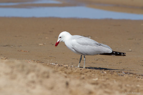 Goéland d'Audouin — Ichthyaetus audouinii (Payraudeau, 1826), (Parc Naturel du Delta de l'Ebre (Catalogne), Espagne, le 06/06/2022)
