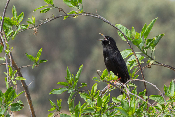 Étourneau unicolore — Sturnus unicolor Temminck, 1820, (Rabat (Rabat-Salé-Kénitra) le 21/01/2022)