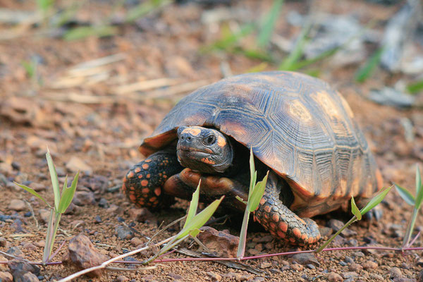Tortue denticulée — Chelonoidis denticulata (Linnaeus, 1766), (route de Régina (Guyane), le 26/07/2012)