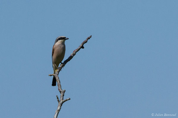 Pie-grièche écorcheur — Lanius collurio Linnaeus, 1758, (Parbayse (64), France, le 02/06/2019)