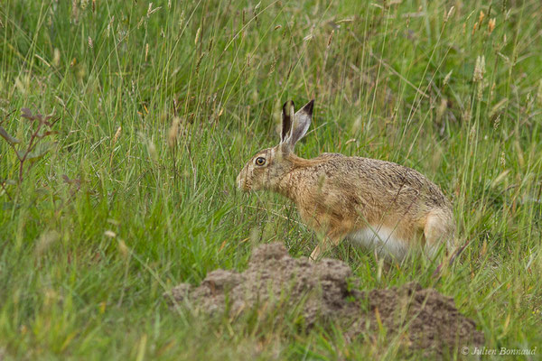 Lièvre d'Europe — Lepus europaeus Pallas, 1778, (Monségur (40), France, le 23/05/2019)
