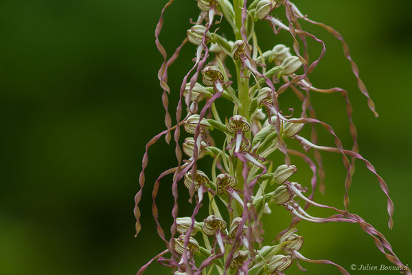 Orchis bouc, Himantoglosse à odeur de bouc — Himantoglossum hircinum (L.) Spreng., 1826, (La Brède (33), France, le 11/06/2019)