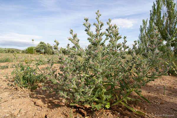Vipérine des Pyrénées — Echium asperrimum Lam., 1792, (Bardenas Real, Arguedas (Aragon), Espagne, le 08/06/2022)