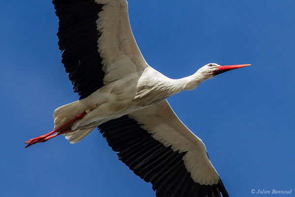 Cigogne blanche — Ciconia ciconia (Linnaeus, 1758), (réserve ornithologique du Teich (33), France, le 15/02/2021)
