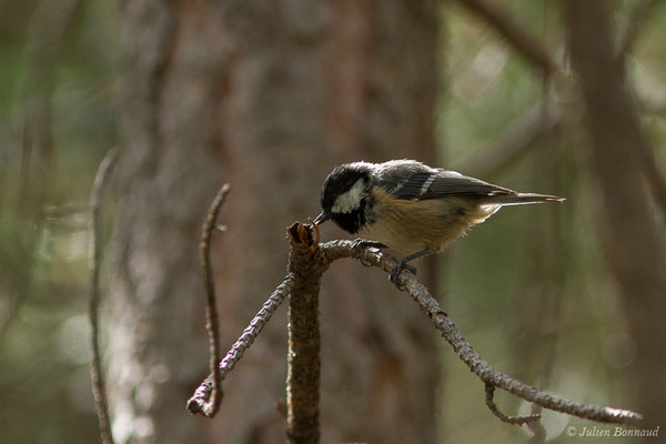 Mésange noire — Periparus ater (Linnaeus, 1758), (Asco (2B), France, le 10/09/2019)