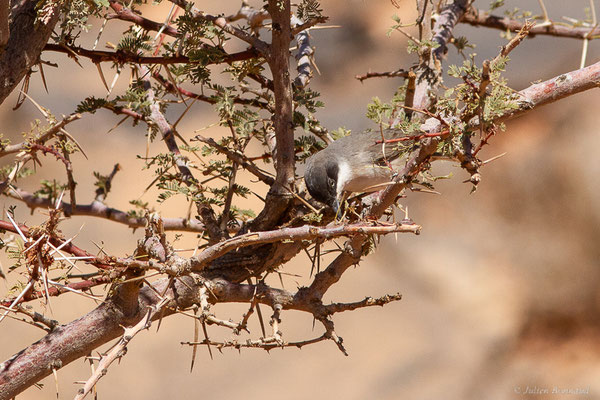 Fauvette orphée — Curruca hortensis (J.F. Gmelin, 1789),(Msseyed (Guelmim-Oued Noun), Maroc, le 28/03/2024)