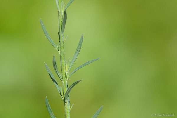 Linaire rampante — Linaria repens (L.) Mill., 1768, (Saint-Médard-D'Eyrans (33), France, le 24/05/2022)