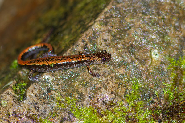 Chioglosse portugais — Chioglossa lusitanica Bocage, 1864