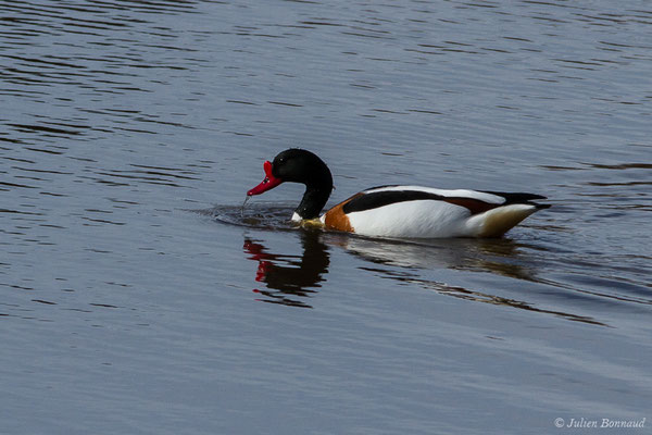 Tadorne de Belon — Tadorna tadorna (Linnaeus, 1758), (réserve ornithologique du Teich (33), France, le 15/02/2021)