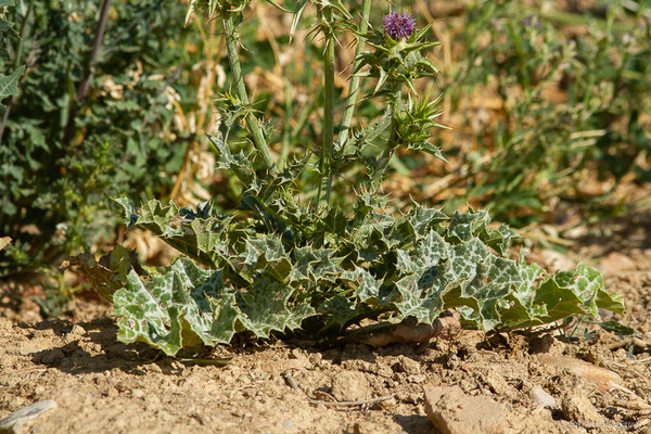 Chardon marie — Silybum marianum (L.) Gaertn., 1791, (Fuentes de Nava, Palencia (Castille-et-León), Espagne, le 05/07/2022)