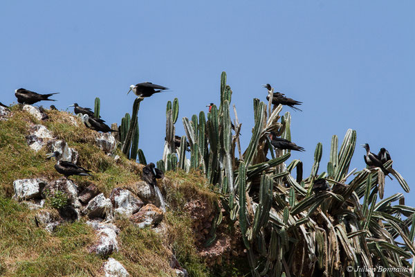 Frégate superbe — Fregata magnificens Mathews, 1914, (Île du Grand Connétable, Guyane, le 09/08/2017)