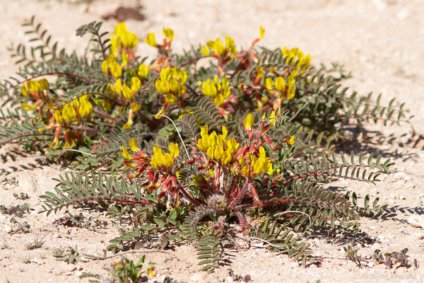 Astragalus caprinus subsp. caprinus L.