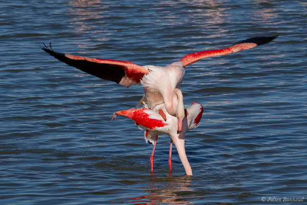 Flamant rose – Phoenicopterus roseus Pallas, 1811, (Parc ornithologique de Pont de Gau (13), France, le 20/02/2020)