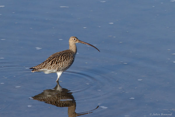 Courlis cendré — Numenius arquata (Linnaeus, 1758)