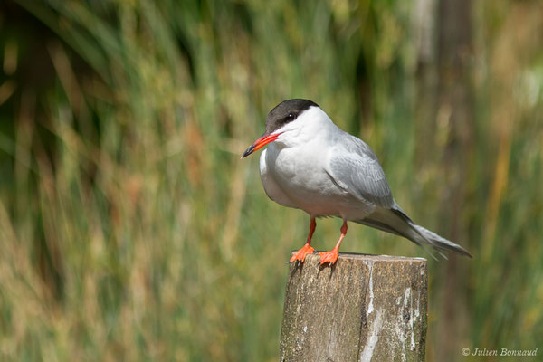 Sterne pierregarin — Sterna hirundo Linnaeus, 1758, (Par animalier des Pyrénées, Argelès-Gazost (65), France, le 30/05/2021)