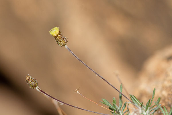 Phagnalon des rochers — Phagnalon saxatile (L.) Cass., 1819, (Tafraoute, (Souss-Massa), Maroc, le 05/02/2023)