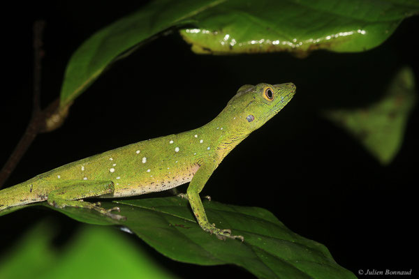 Anolis ponctué — Dactyloa punctata (Daudin, 1802), (adulte), (Crique Gervais, Saint-Laurent-Du-Maroni, Guyane, le 17/03/2016)