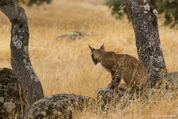 Lynx pardelle — Lynx pardinus (Temminck, 1827), (Parque Natural de la Sierra de Andújar (Andalousie), Espagne, le 10/08/2020)