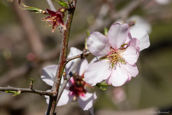 Amandier — Prunus dulcis (Mill.) D.A.Webb, 1967, (Saragosse (Aragon), Espagne, le 07/02/2022)