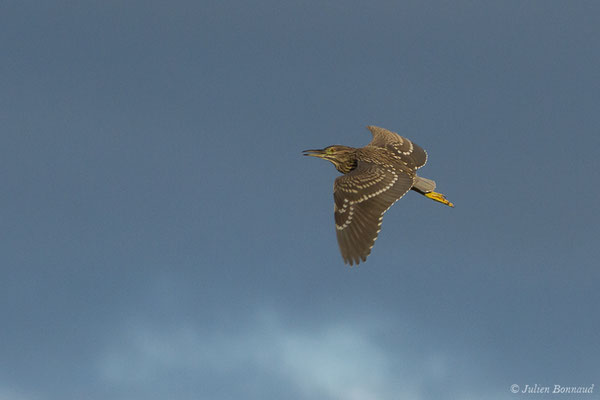 Bihoreau gris — Nycticorax nycticorax (Linnaeus, 1758)