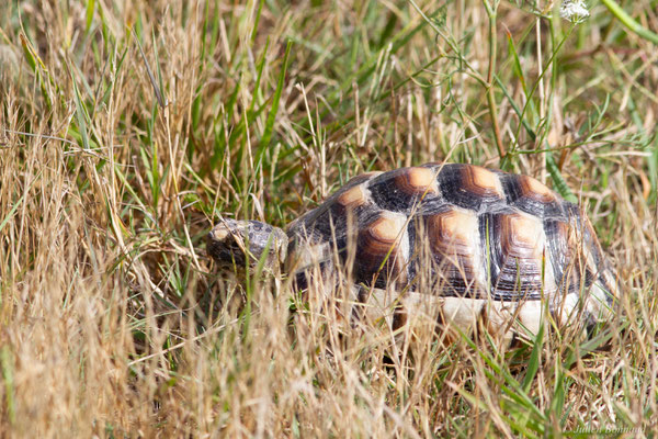 Tortue marginée — Testudo marginata Schoepff, 1793, (juvénile), (animal captif)