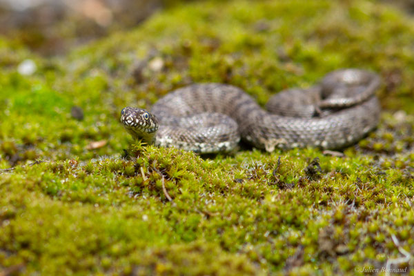 Couleuvre vipérine — Natrix maura (Linnaeus, 1758)