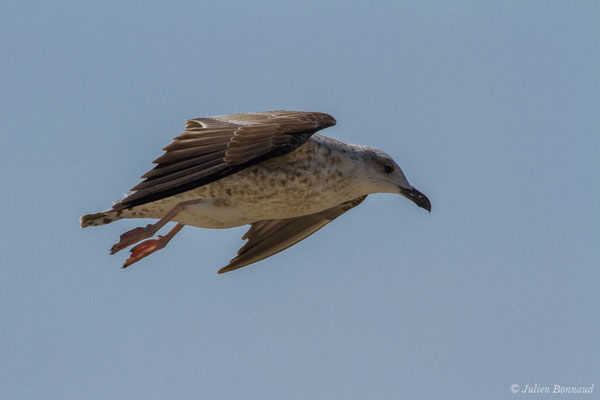 Goéland leucophée — Larus michahellis Naumann, JF, 1840, (Sagres (Vila do Bispo), Algarve (Portugal), le 29/08/2018)