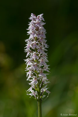 Dactylorhize tacheté — Dactylorhiza maculata (L.) Soó, 1962,
