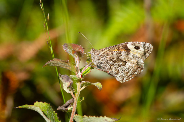 Agreste — Hipparchia semele (Linnaeus, 1758), (Saint-Jean-de-Luz (64), France, le 20/09/2023)