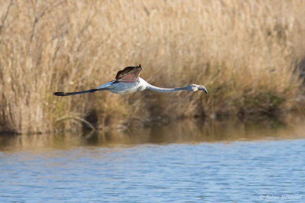 Flamant rose – Phoenicopterus roseus Pallas, 1811, (Parc ornithologique de Pont de Gau (13), France, le 20/02/2020)