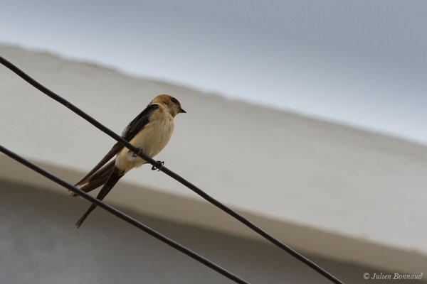 Hirondelle rousseline (Cecropis daurica) (Portimão (Faro), (Algarve), Portugal), le 02/09/2018)
