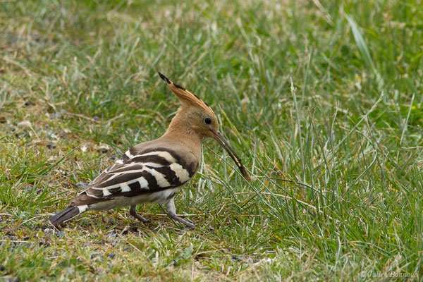 Huppe fasciée — Upupa epops Linnaeus, 1758, (Braud-et-Saint-Louis (33), France, le 09/05/2019)