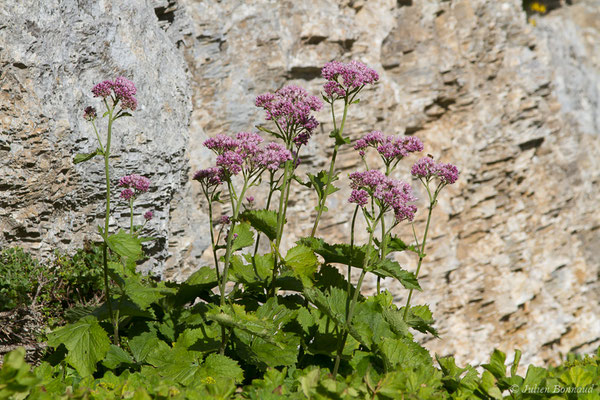 Adénostyle des Alpes — Adenostyles alpina (L.) Bluff & Fingerh., 1825, (Station de ski de Gourette, Eaux-Bonnes (64), France, le 11/08/2021)