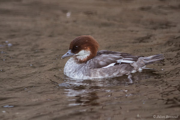 Harle piette — Mergellus albellus (Linnaeus, 1758), (Saint-Martin-de-Crau (13), France, le 08/02/2021)