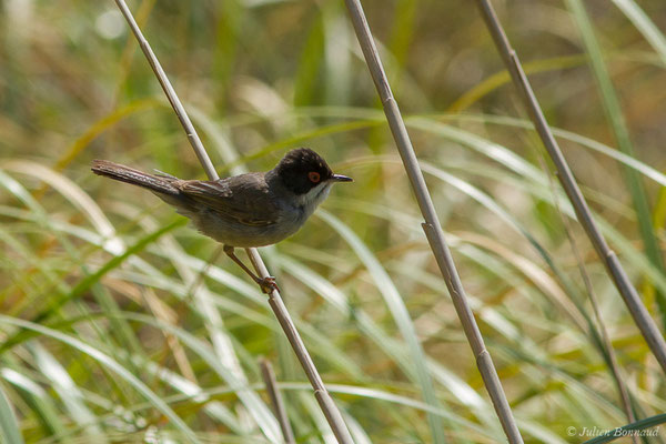 Fauvette mélanocéphale — Curruca melanocephala (Gmelin, JF, 1789), (mâle adulte) (Bidart (64), France, le 22/05/2019)