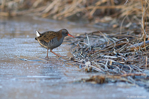 Râle d'eau — Rallus aquaticus Linnaeus, 1758, (Lac de Mison (04), France, le 23/12/2021)