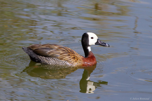 Dendrocygne veuf — Dendrocygna viduata (Linnaeus, 1766)