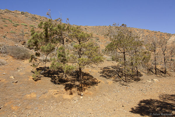 Pin des Canaries – Pinus canariensis C.Sm. ex DC., 1825, (Betancuria, Fuerteventura, (Iles Canaries, Espagne), le 17/02/2022)