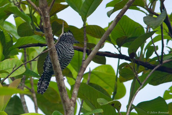 Batara rayé — Thamnophilus doliatus (Linnaeus, 1764), (mâle adulte), (Lac de Petit-Saut, Sinnamary, Guyane, le 04/08/2016)