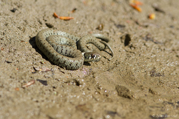 Couleuvre helvétique — Natrix helvetica (Lacepède, 1789), (juvénile) (Gave de Pau, Artiguelouve (64), France, le 26/03/2019)