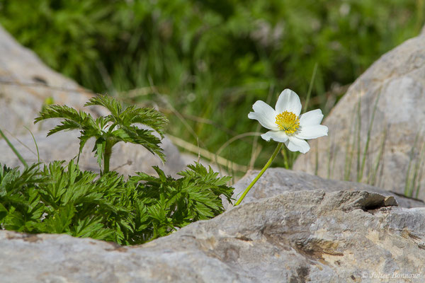 Pulsatille des Alpes — Pulsatilla alpina (L.) Delarbre, 1800