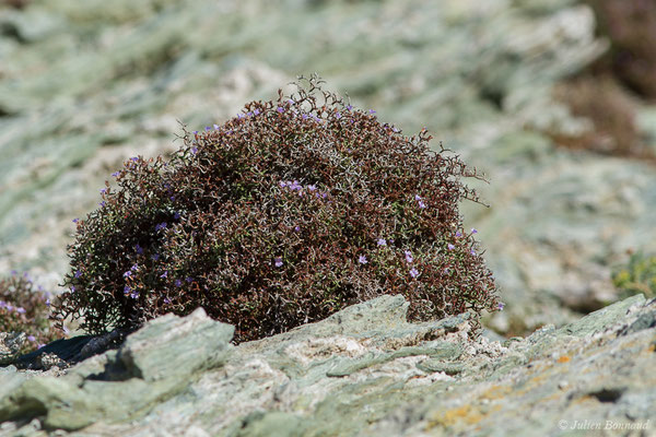 Limonium — Limonium contortirameum (Mabille) Erben, 1991, (Sentier des douanier, Rogliano (2B), France, le 09/09/2019)
