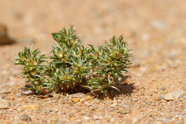 Gnaphale en epi — Ifloga spicata (Forssk.) Sch.Bip., 1836