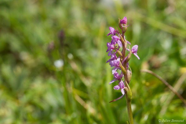 Gymnadénie moucheron, Orchis moucheron, Orchis moustique — Gymnadenia conopsea (L.) R.Br., 1813