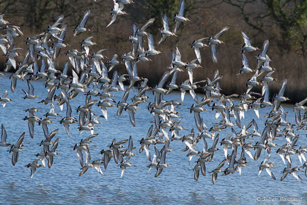 Barge à queue noire — Limosa limosa (Linnaeus, 1758), (réserve ornithologique du Teich (33), France, le 24/01/2018)