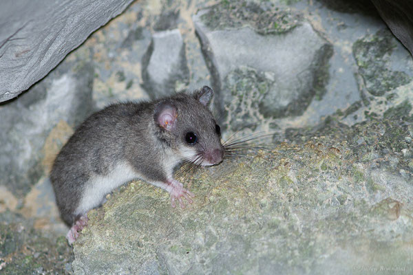 Loir gris — Glis glis (Linnaeus, 1766), (Accous (64), France, le 22/09/2022)
