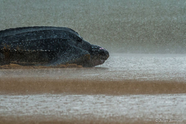 Tortue luth — Dermochelys coriacea (Vandelli, 1761)